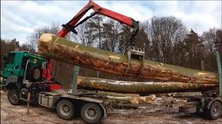 Beech wood loading / Truck Tatra Phoenix 6x6 / Big Trees 🌳 Working in forest
