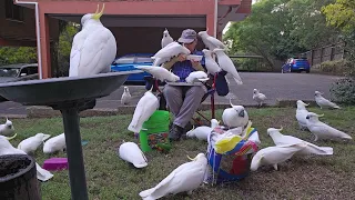 Beautiful birbulators. Wild and cheeky cockatoos