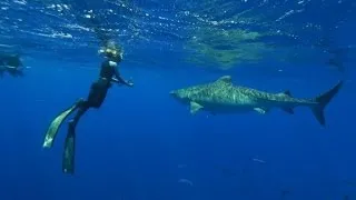 Shark Whisperer Ocean Ramsey revealed