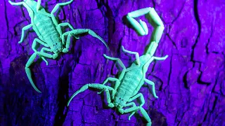 3 Weird and Exotic Bugs You Won't Believe Exist | Love Nature