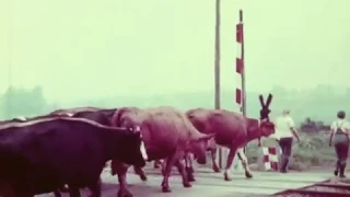 Jahr für Jahr - LPG/T Befreites Land Veilsdorf  DDR Dokumentarfilm