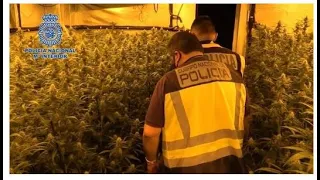 Mafia shqiptare kryeson kultivimin e marijuanës në Katalonjë, dhjetëra të arrestuar