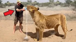 A man saved a dying lioness, and 5 years later the unthinkable happened!