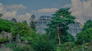 Greenhouse Ambience  (animated) | ASMR & Soft Music | Rustling leaves/Wind Howling | Relaxing Sounds