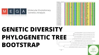 Building phylogenetic tree with Bootstrap value, Intra& Interspecific diversity analysis using MEGA