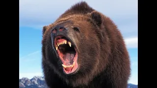 This Brown Bear Ripped Off Ben Moore's nose