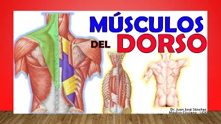 🥇 MÚSCULOS DEL DORSO. (De La Espalda) ¡Fácil de Entender!