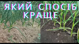 Крапильний чи мульчувати?