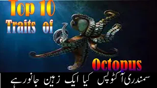 Top 10 facts about Octopus|Insane Biology of Octopus| Most Beautiful octopus in the World Urdu,Hindi