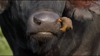 Oxpecker cleaning a buffalo’s nostrils and ears!