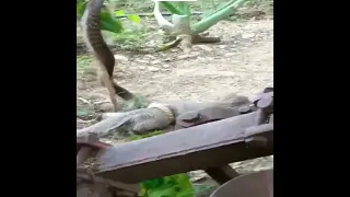 Mongoose Vs king cobra unstoppable fight