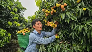 Harvesting Litchi Fruit Goes to the Market Sell - Gardening - Taking care of pets | Solo Survival