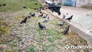 pigeons eating.