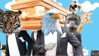 Rooster & Duck & Bird  - Coffin Dance Meme Song COVER