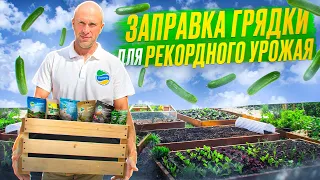 Заправка грядки для РЕКОРДНОГО УРОЖАЯ огурцов