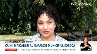 Câinii maidanezi, un pericol pentru locuitorii din Soroca