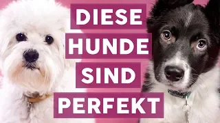 Diese 7 Hunderassen eignen sich für kleine Wohnungen! 🐶❤️