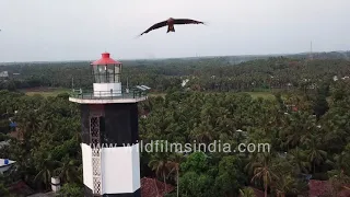 Lighthouse on beach in Kasaragod, Kerala - Beach and landscape seen in bird's eye aerial view
