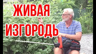 10 правил живой изгороди / Кусторез DHT 200 Dual  Днипро М / Игорь Билевич