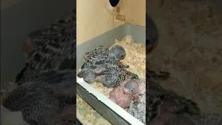 MUHABBET KUŞU YAVRUSU 30 GÜNLÜK GELİŞİMİ🐣🐥