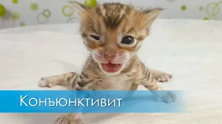 Конъюнктивит у котёнка