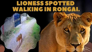 Lioness Spotted In Ongata Rongai Walking Around Between Homes Residents Worried.