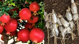 HOW TO GROW POMEGRANATE AT HOME BY CUTTING OR AIR LAYERED METHOD