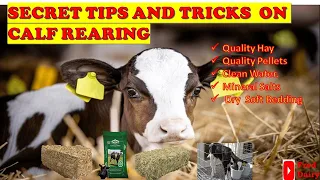 SECRETS TIPS AND TRICKS TO CALF REARING