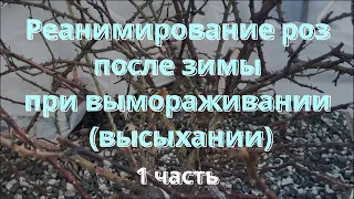 Реанимирование роз после зимы при вымораживании (высыхании) Питомник растений Е. Иващенко