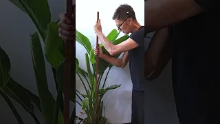 5 Tips to Grow a Massive Bird of Paradise