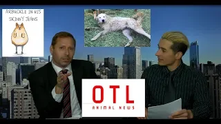 Off the Leash: Animal News Great Pyrenees saves Goats from fire, Jane lynch saves dog named Arbuckle