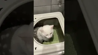 Новый кошачий туалет с вертикальным входом