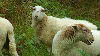 WALES precipice walk near Dolgellau (17 Sep 2013)