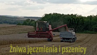 Żniwa jęczmienia i pszenicy W Dzień gorącego lata 🔥Bizon w Akcji🔥Ursus 1224 & Belarus 952.4 vs 2xD47