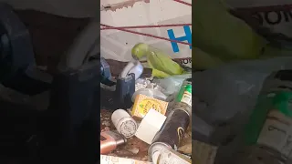 Talking green parrot parakeet