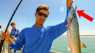 HUGE BAIT FOR JETTY GIANTS! - Crazy Fishing