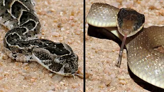 Snake vs. Snake - Cape Cobra vs. Puff Adder - Find out who won