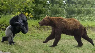 Ultimate Clash: Bear vs Gorilla - Battle of the Titans!
