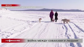 Догхантеры уничтожают собак в Братске