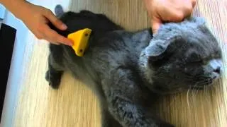 Шотландский кот обожает FURminator