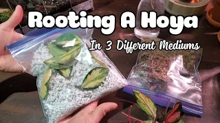 Rooting A Hoya In 3 Different Mediums! | COMPARING ROOT GROWTH