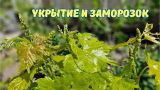 Заморозок с 9 на 10 мая в центральной Украине на винограднике.