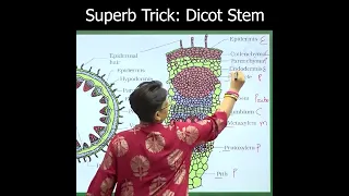 superb Trick... Dicot stem Anatomy... mnemonics 👍👍