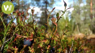 Unberührtes Lappland (Muddus Nationalpark) | Europas Urwälder, Folge 5