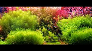 DUTCH STYLE AQUARIUM UPDATE