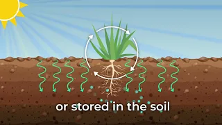 How to increase soil carbon