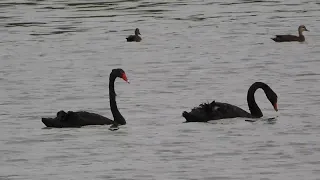 Black Swan at the Port of Brisbane park