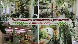 Расстановка комнатных растений в зимнем саду! Навела долгожданный порядок. Про эпифиллум.