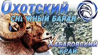 MOUNTAIN HUNTING FOR THE SNOW SHEEP IN OKHOTSK. FILM FIRST