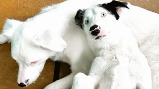 Deaf puppy is so protective of her blind brother